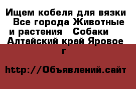 Ищем кобеля для вязки - Все города Животные и растения » Собаки   . Алтайский край,Яровое г.